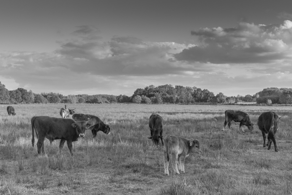 ohne Titel - Heckrinder in den Rieselfeldern M�nster