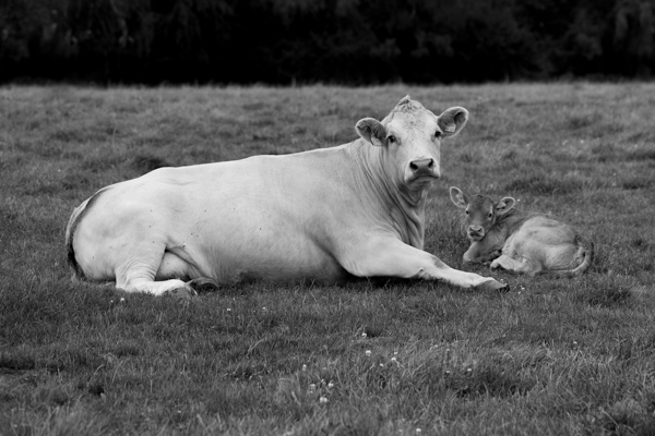 ohne Titel - K�he in Vellern