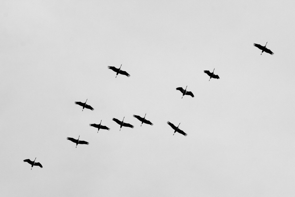 ohne Titel - Kraniche �ber M�nster