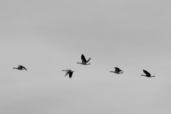 ohne Titel - G�nse �ber Zeeland